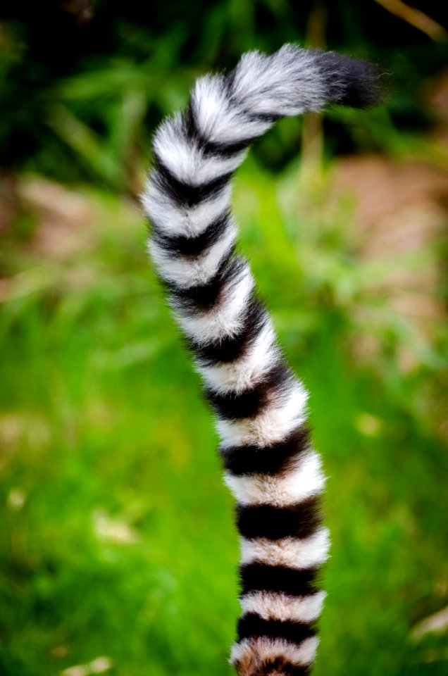 Black And White Animal Tail