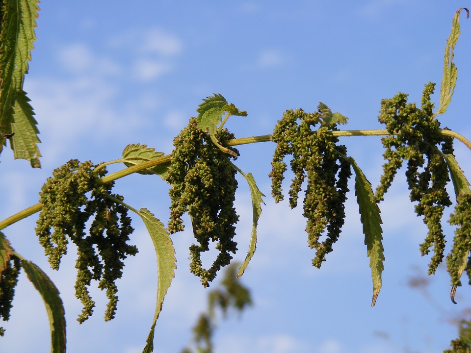 Seeds plants leaf