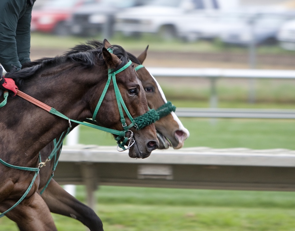 Horse racing racecourse race track
