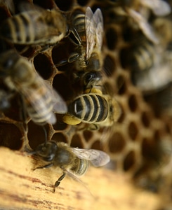 Honeycomb beehive hive