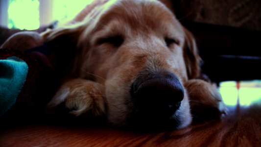 Brown Dog Sleeping On Brown Wooden Surface photo