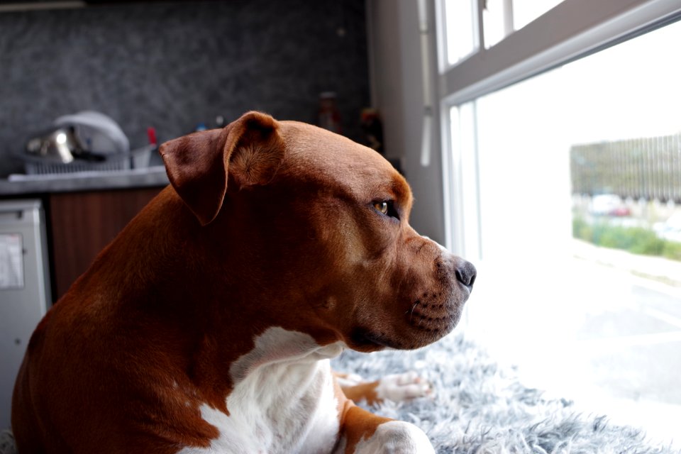 Portrait Of Dog At Window