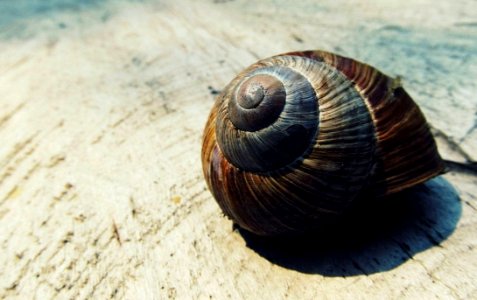 Black And Brown Snail Shell On Beige Textile photo