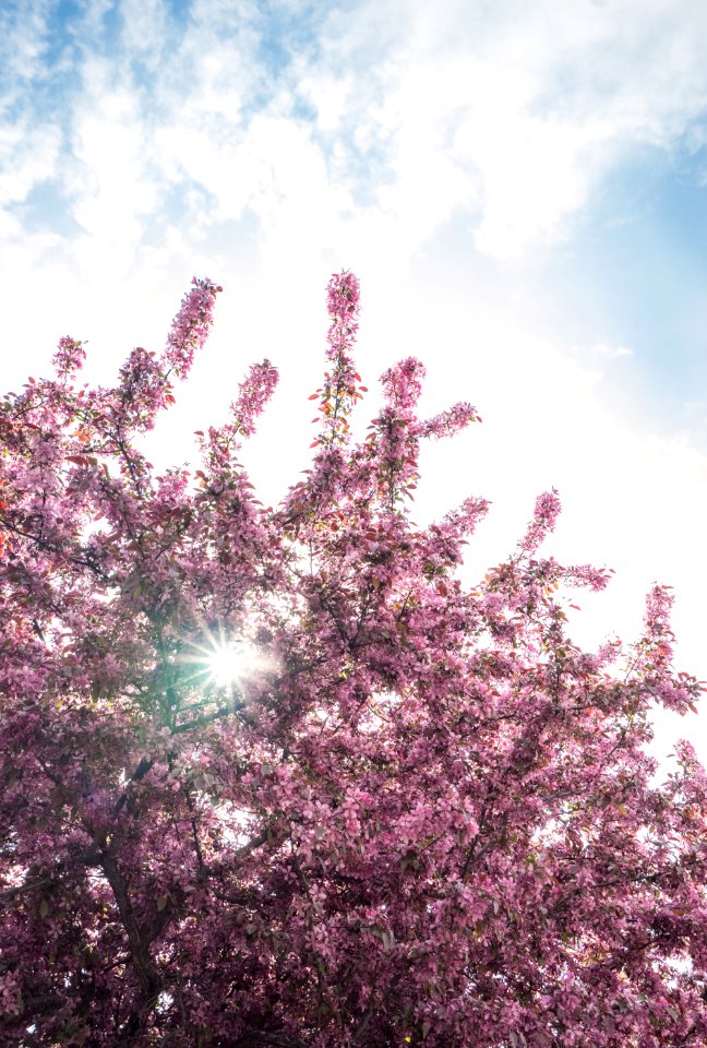 Red Blooming Tree