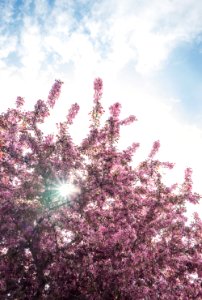 Red Blooming Tree