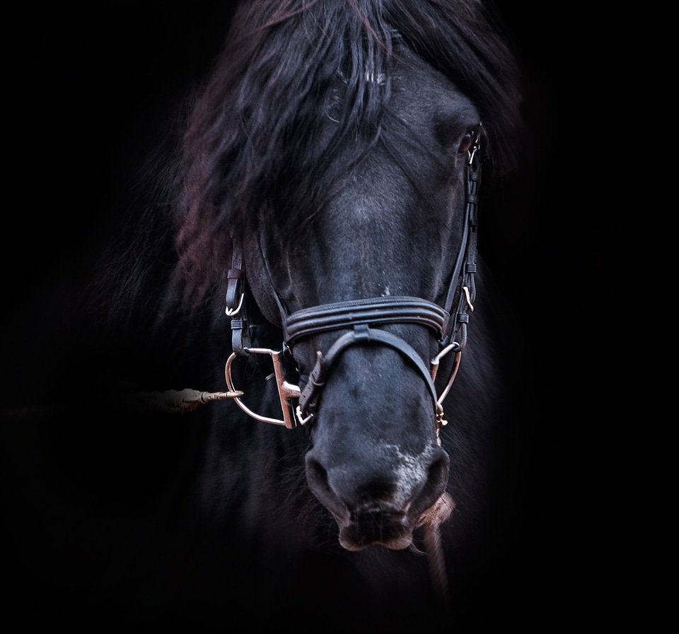 Stallion equestrian equine
