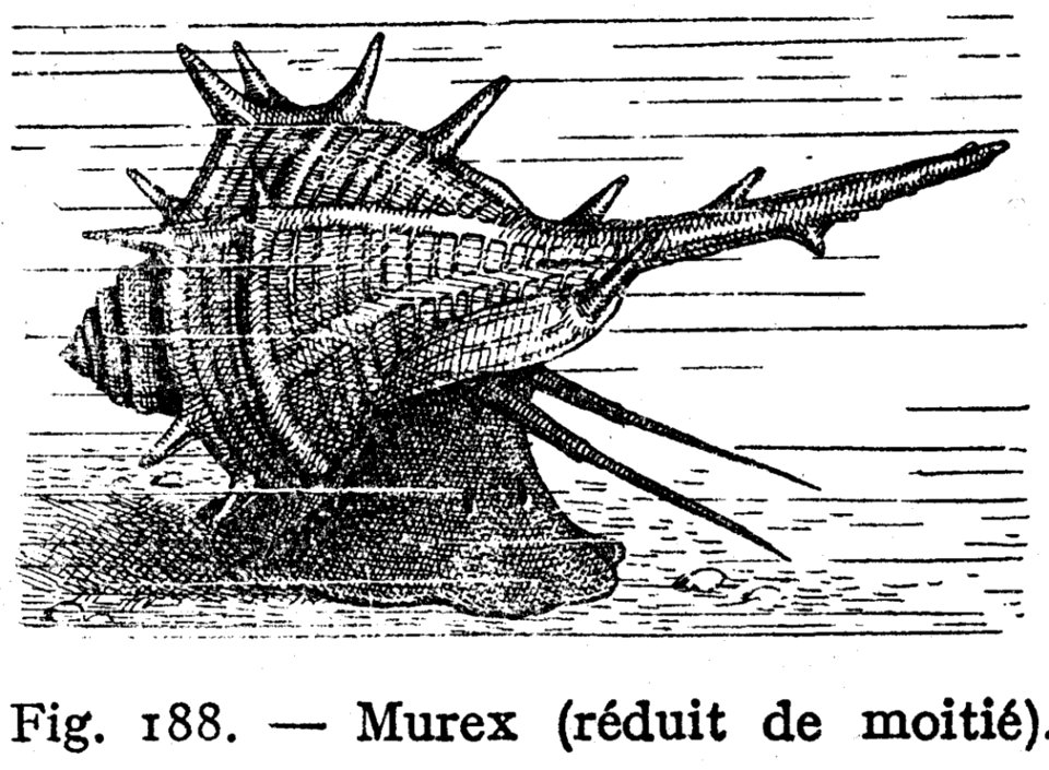 Murex