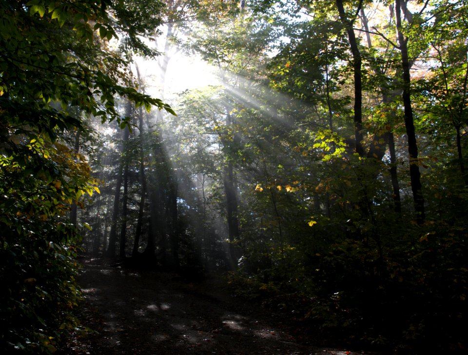 Sunbeams In Forest