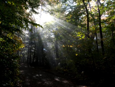 Sunbeams In Forest photo