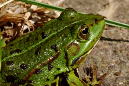Green Frog Focus Photography photo