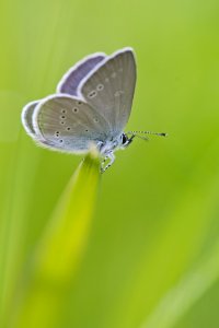 Gray White Moth Perched On Green Grass photo