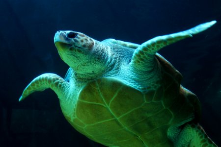 Sea Turtle Underwater