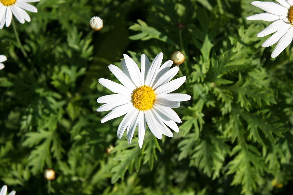 White garden grass