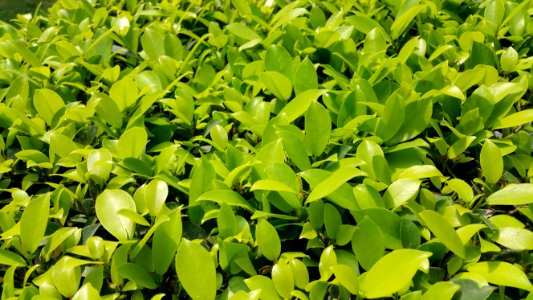 Green Leaf Plant photo