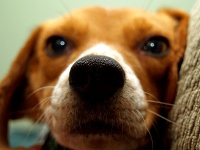 Cute Beagle Dog
