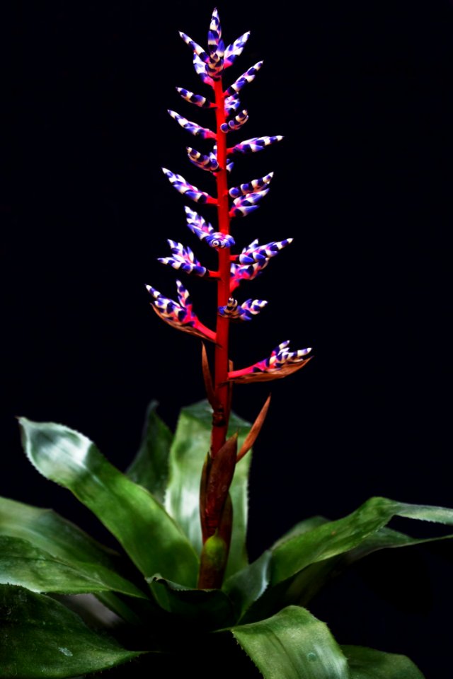 Bromeliad Flower