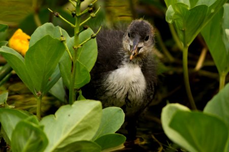 Coot In Garden