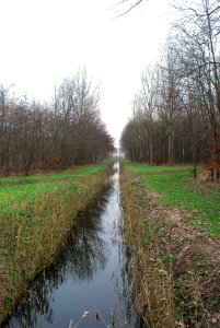 Stream Through Meadow And Trees photo