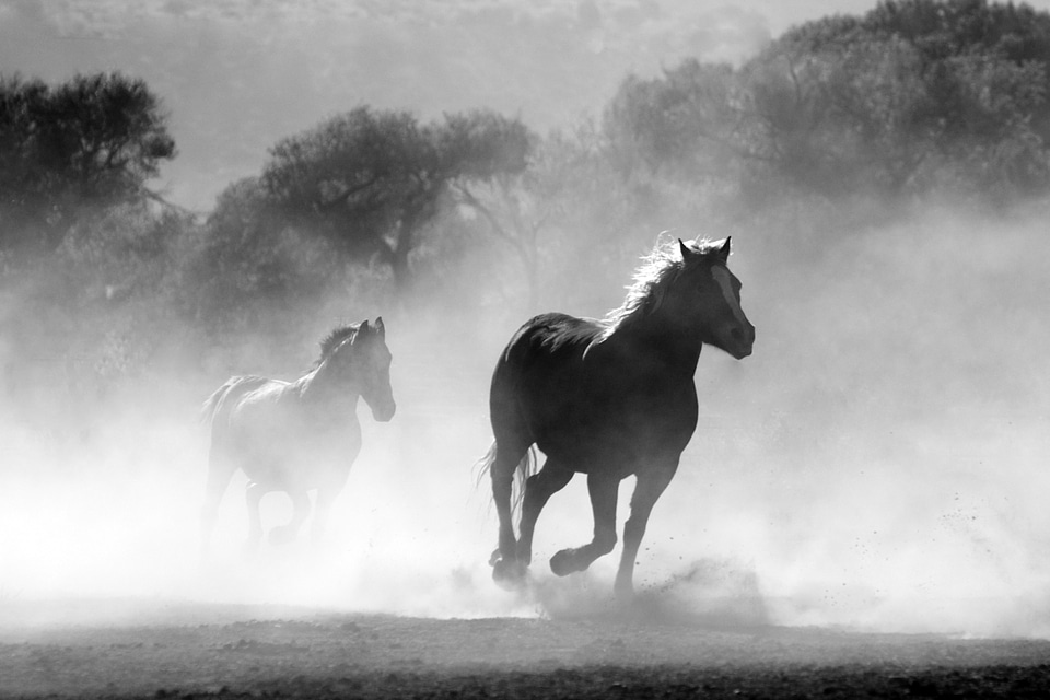 Nature wild equine photo