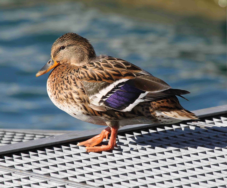 Water ducks lake