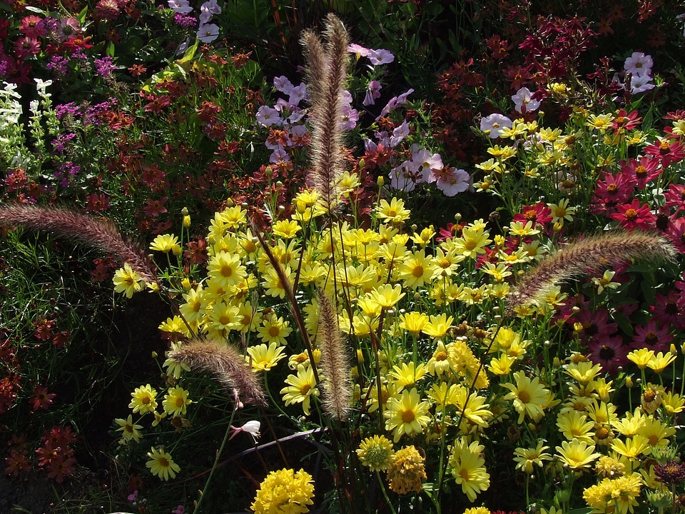 Assorted flowers flowers colorful
