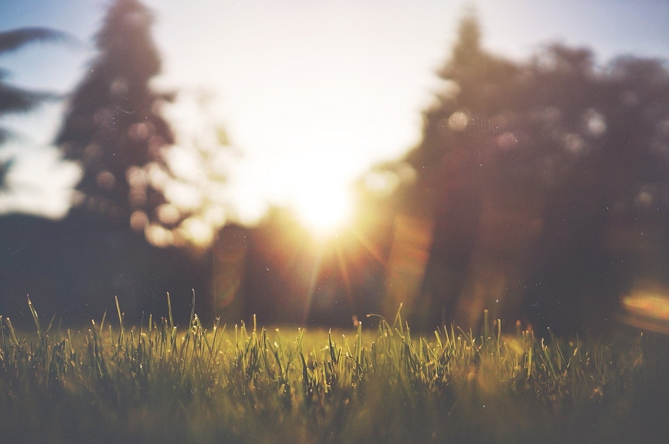 Summer nature field