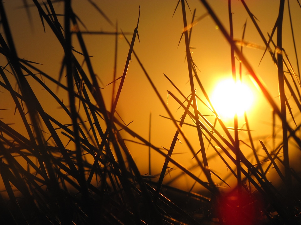 Grasses plants bright