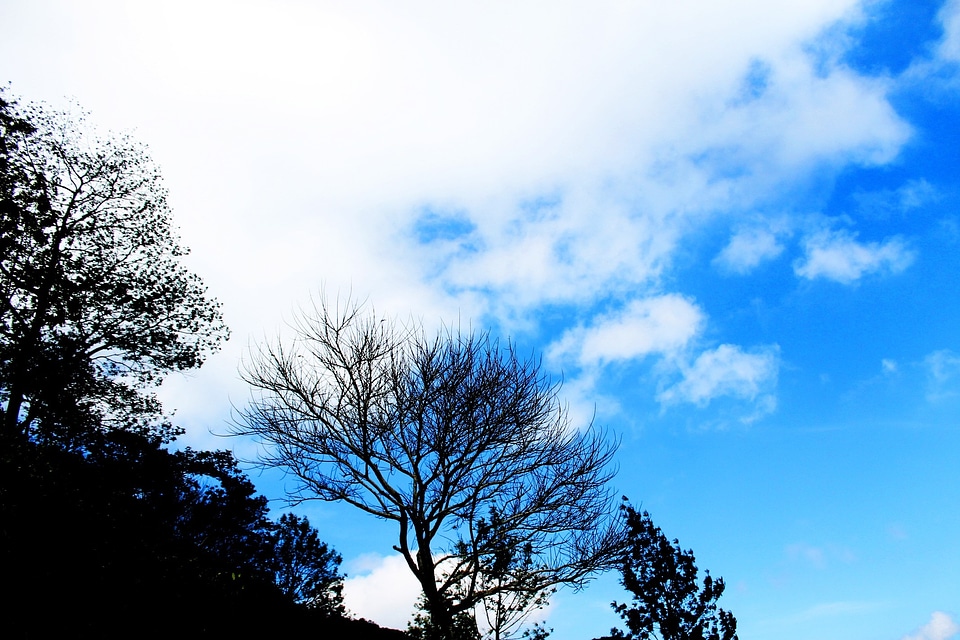 Trees backlight scenery