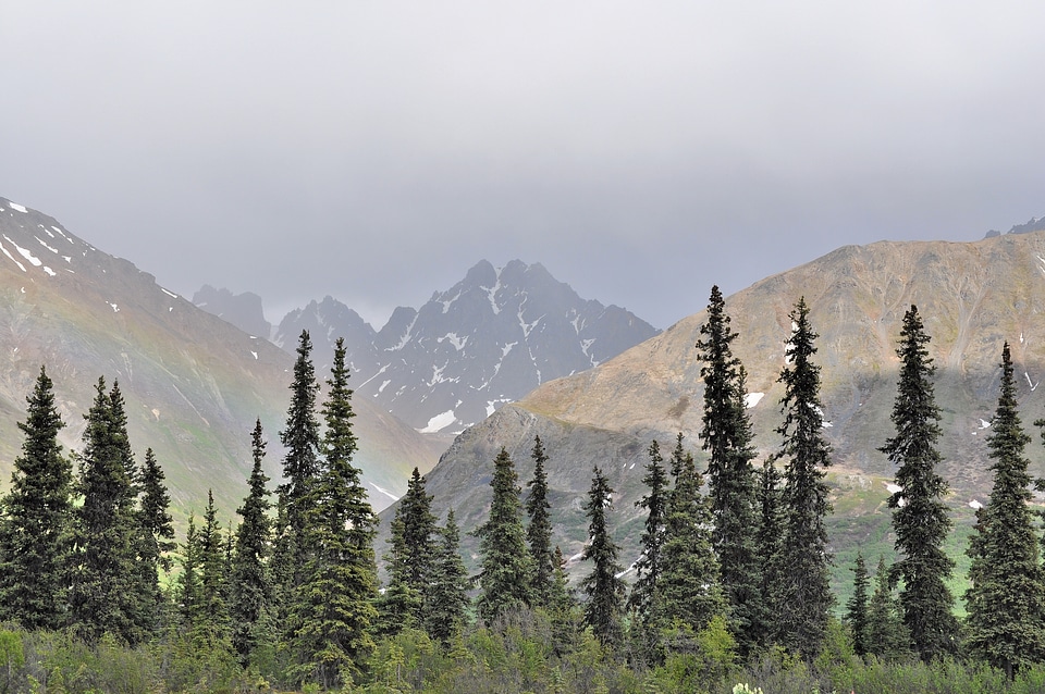 Landscape scenic evergreens
