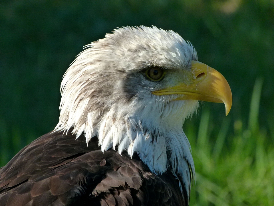 Portrait bird adler