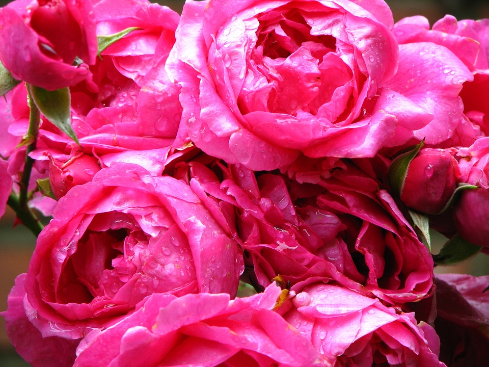 Bloom bloom rose splendor