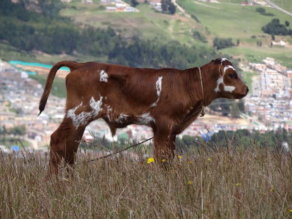 Nature outside field