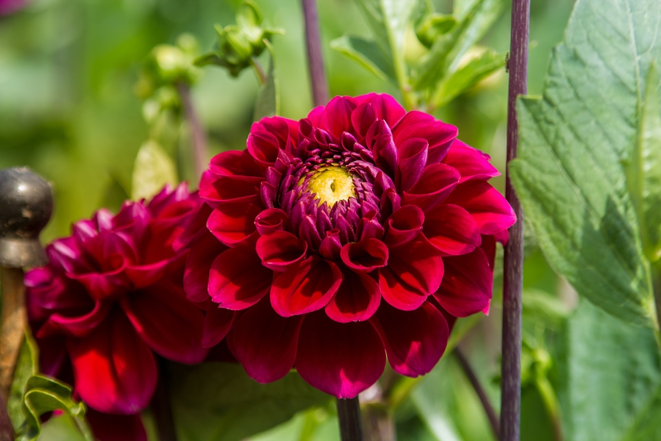 Flowers red purple
