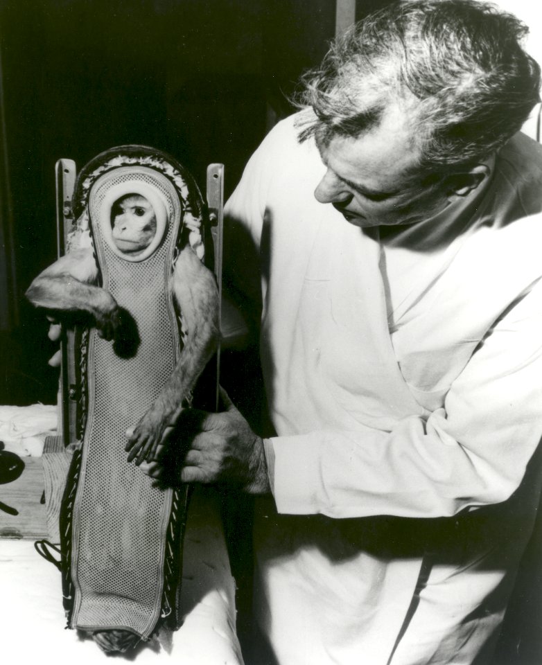 Sam The Monkey After His Ride In The Little Joe 2 Spacecraft