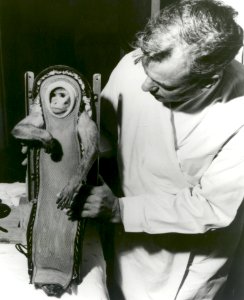 Sam The Monkey After His Ride In The Little Joe 2 Spacecraft