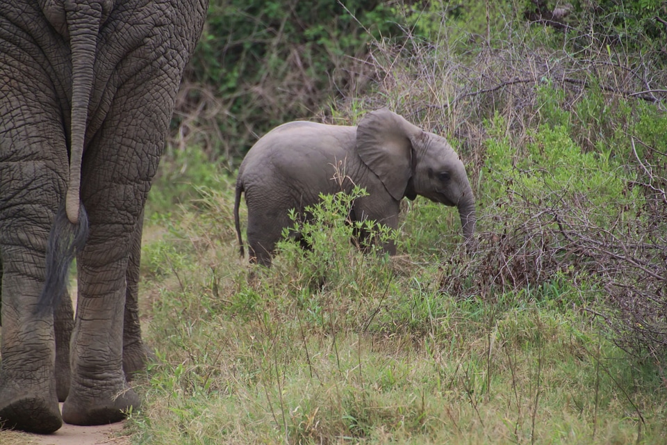 Africa wilderness safari