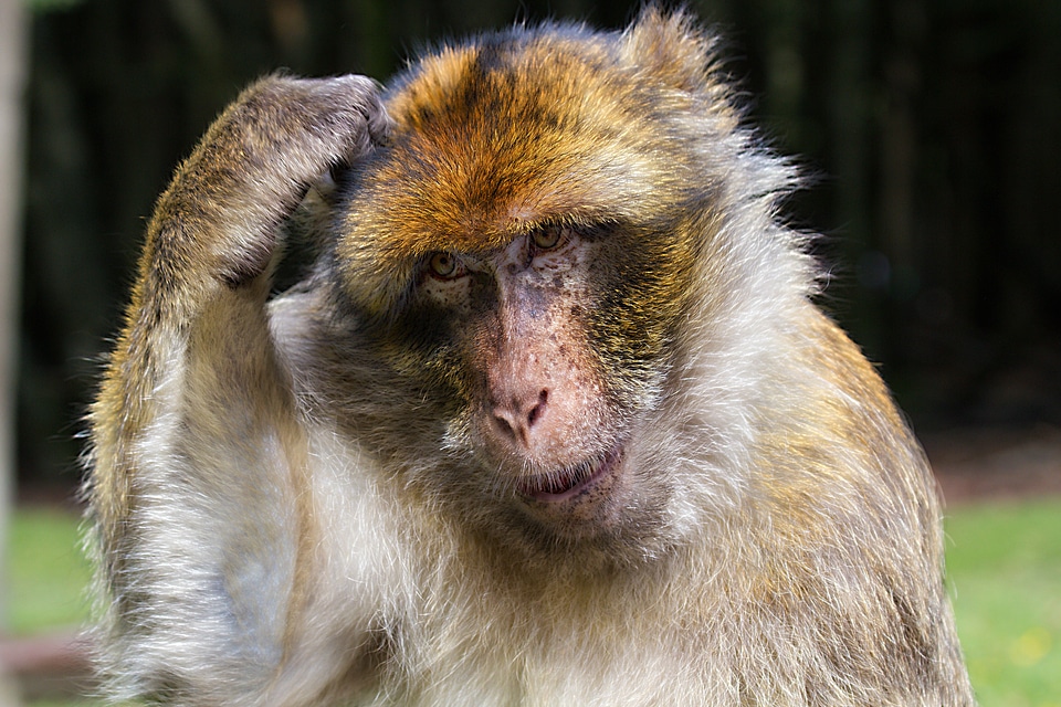 Look thoughtful pondering