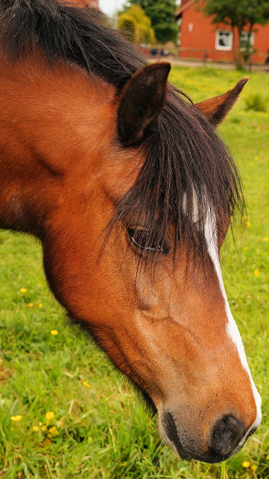 Pasture graze noble