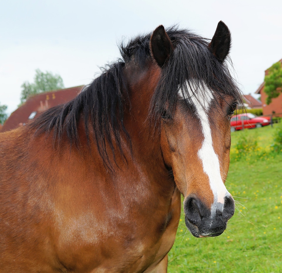 Noble graceful beauty