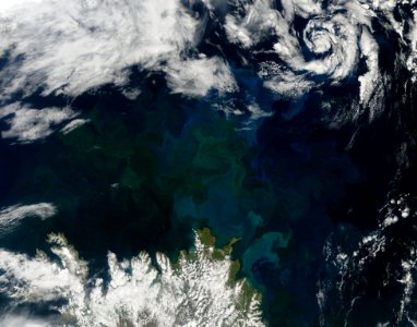 Phytoplankton Bloom Off Iceland