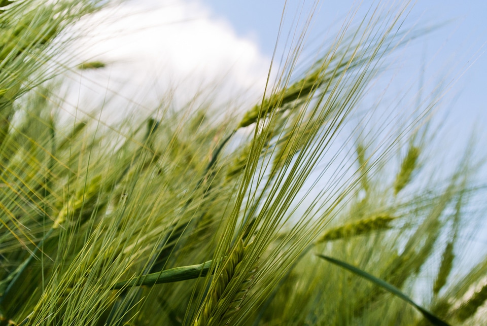 Detail growing harvest