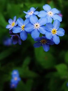Blue violet green