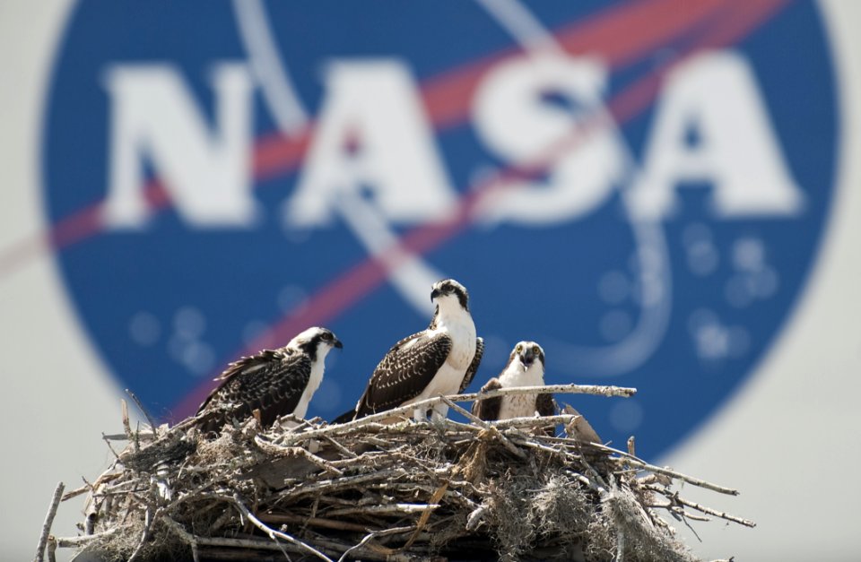 Ospreys At Kennedy Space Center
