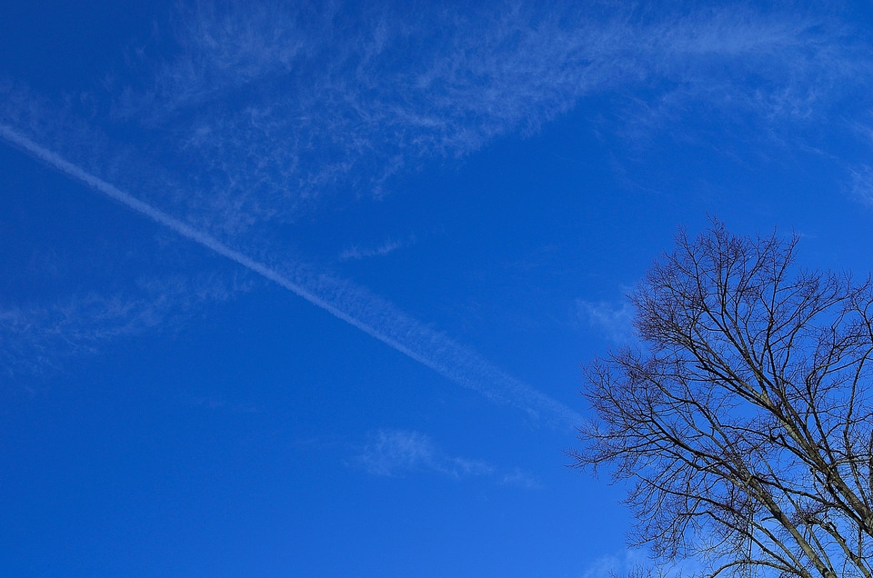 Tree sky background