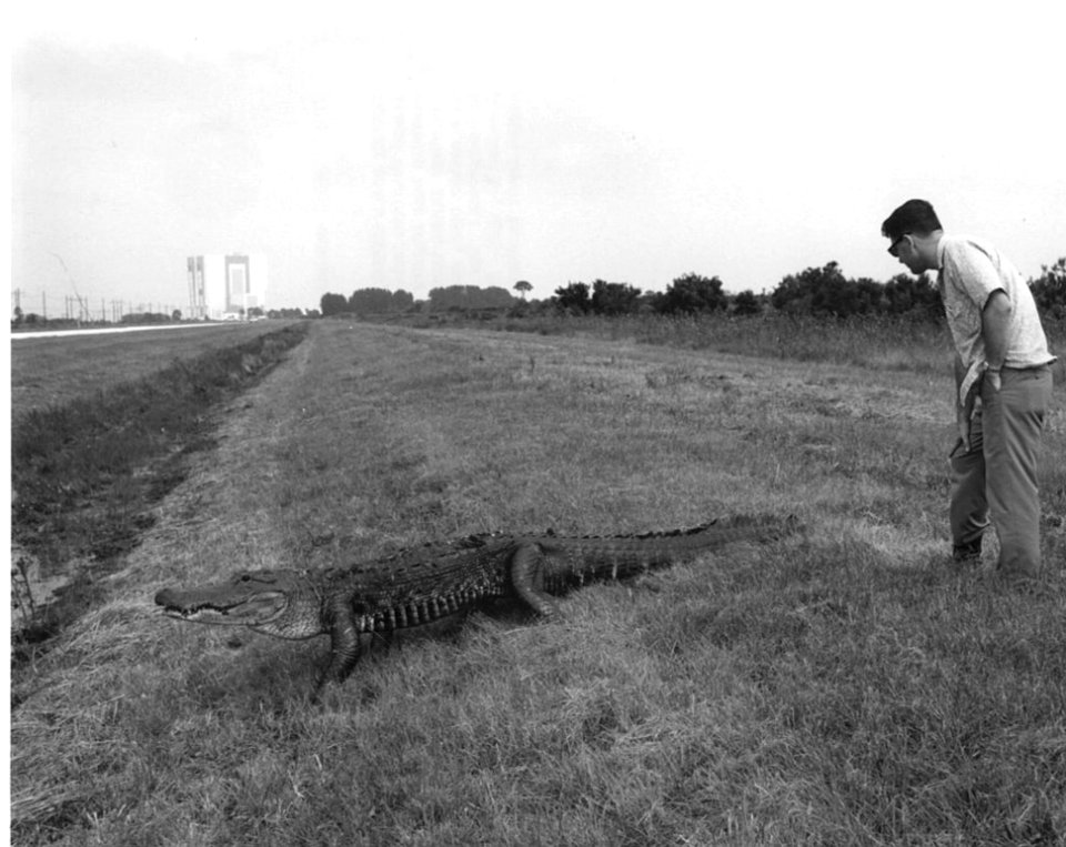 Alligator At Kennedy Space Center
