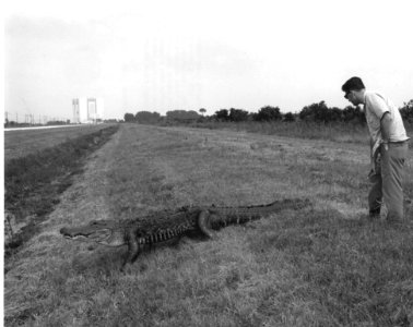 Alligator At Kennedy Space Center