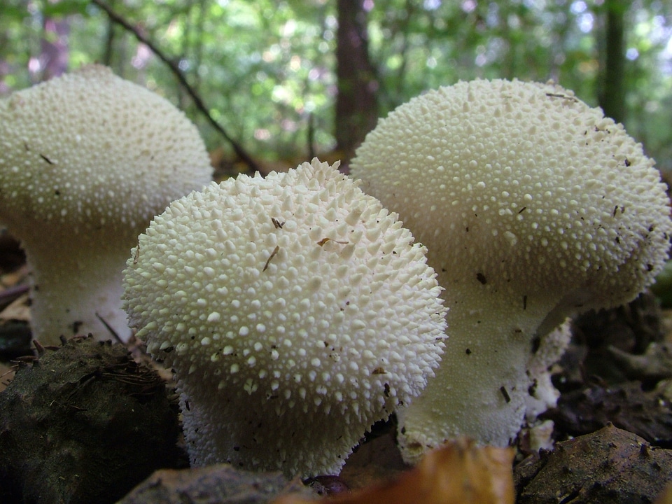 Autumn large puffballs calvatia