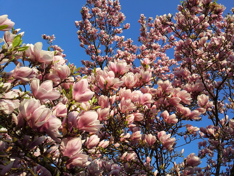 Flowers magnolia blossom spring photo