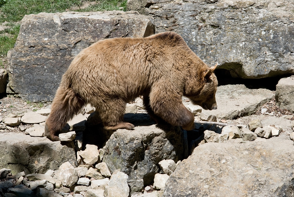 Brown wildlife nature