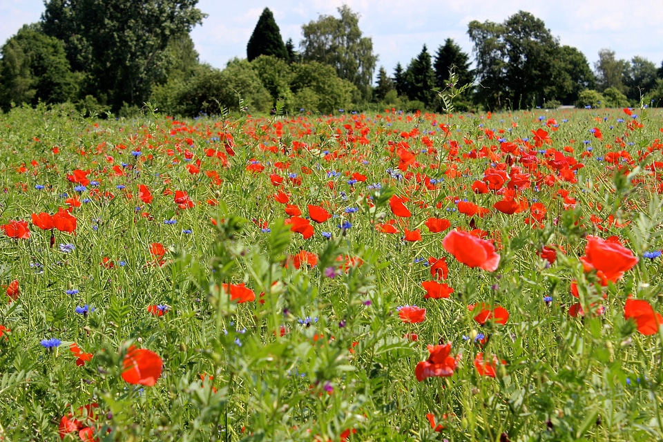 Meadow red flowers field